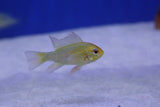 Yellow Ram (Microgeophagus Ramirezi var. Gold) 3.5cm