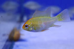 Yellow Ram (Microgeophagus Ramirezi var. Gold) 3.5cm