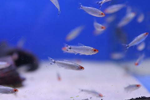 Diamond Head Rummynose Tetra