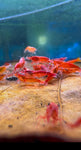 Neocaridina Shrimp - Red Cherry