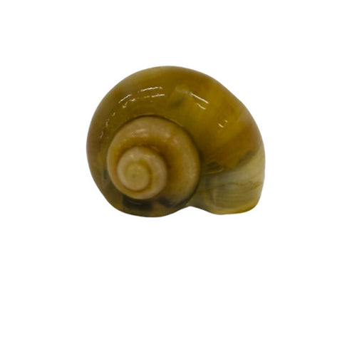 Ivory Mystery Snail aka Apple Snail (Pomacea Diffusa) Small