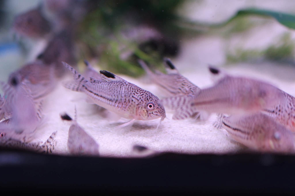 Julii Corydoras (Corydoras julii)