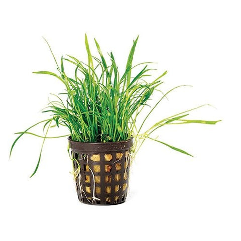 Hurstville Aquarium premium supplier of live aquarium plants