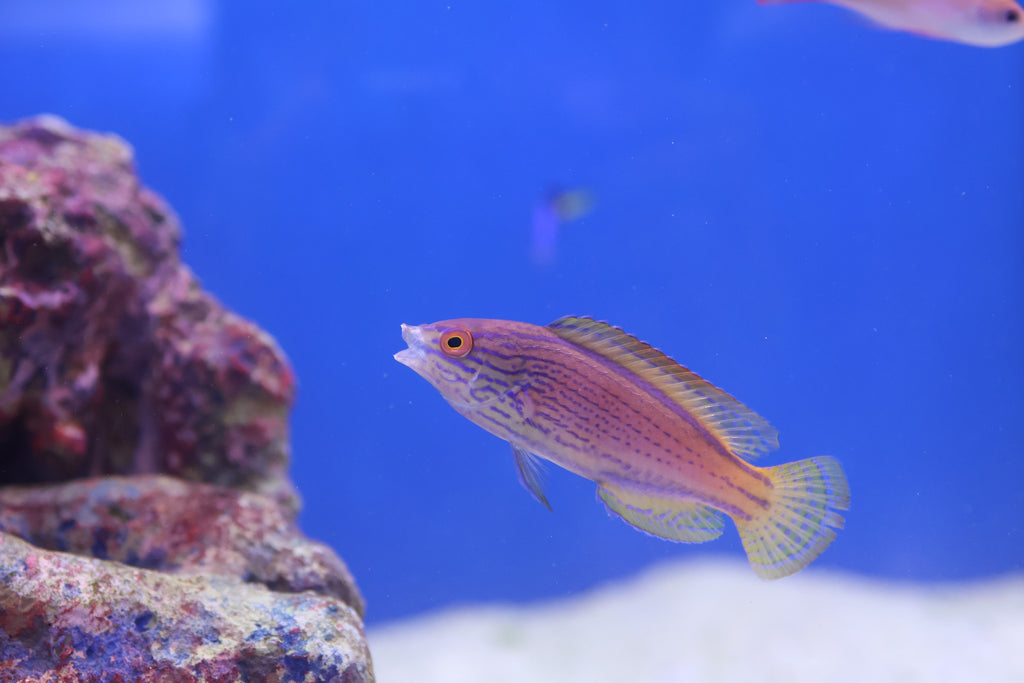 Lineatus Wrasse (Cirrhilabrus lineatus)