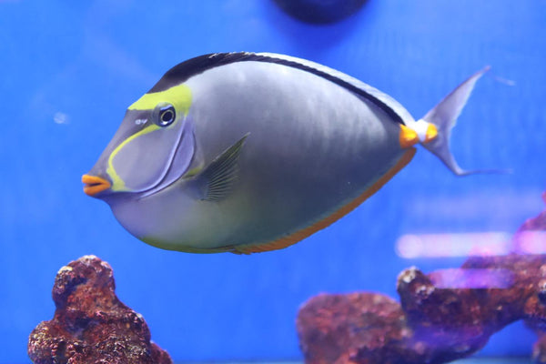 Lipstick Tang (Naso lituratus) aka Naso Tang