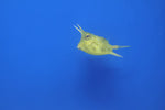 Longhorn Cowfish (Lactoria cornuta)