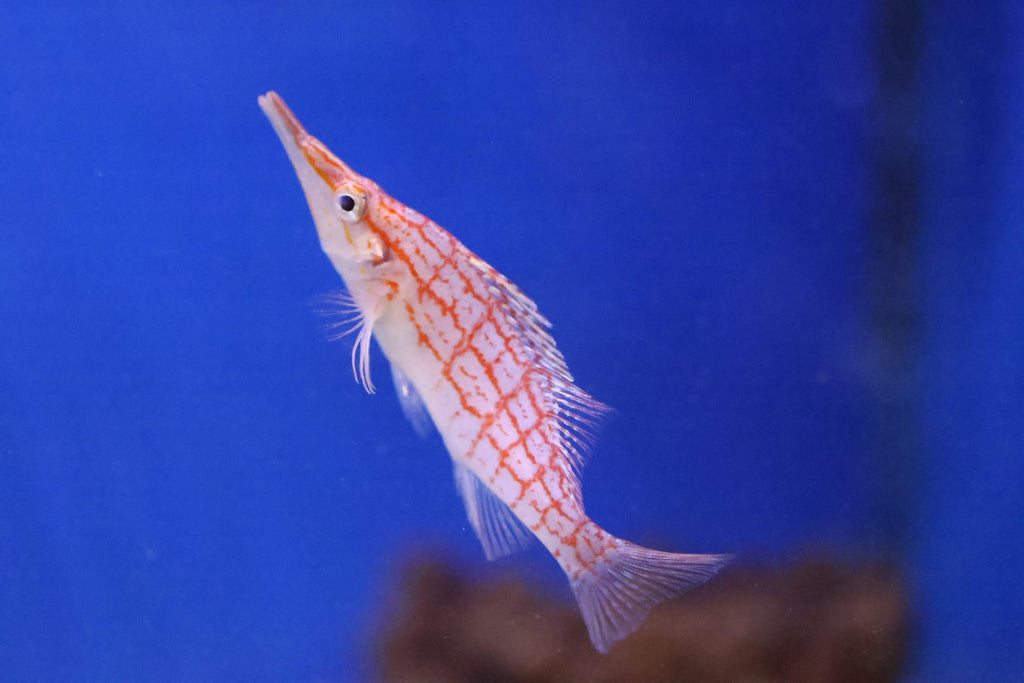Longnose Hawkfish (Oxycirrhites typus)