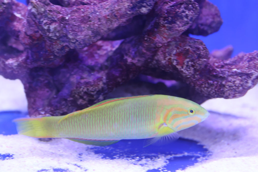 Lunar Sunset Wrasse (Thalassoma lutescens)