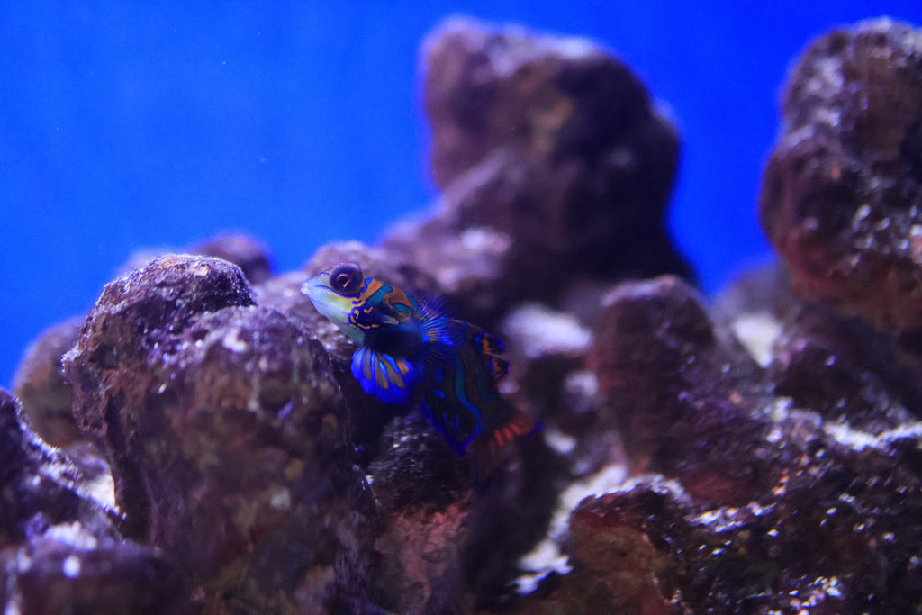 Mandarin Dragonet (Synchiropus Splendidus)