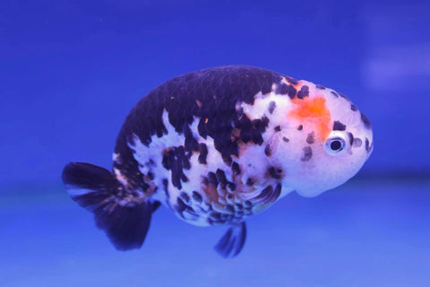 Milkcow Ranchu Goldfish (Carassius Auratus) 15cm