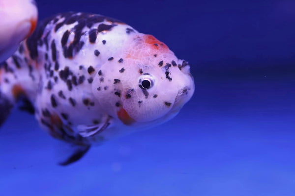 Milkcow Ranchu Goldfish (Carassius Auratus) 11cm