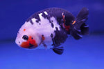 Milkcow Ranchu Goldfish (Carassius Auratus) 15cm