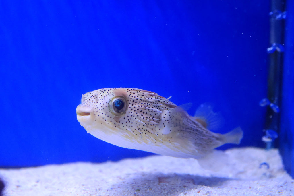 Moreton Bay Pink Speckled Porcupine Puffer (Diodon Holocanthus)