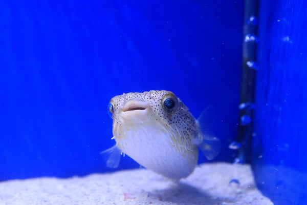 Moreton Bay Pink Speckled Porcupine Puffer (Diodon Holocanthus)