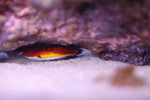 Naoko's Fairy Wrasse (Cirrhilabrus naokoae)