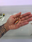 Naoko's Fairy Wrasse (Cirrhilabrus naokoae)