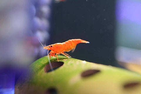 Neocaridina Shrimp - Sunkist Orange Cherry