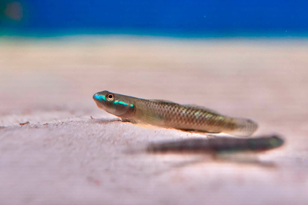 Neon Blue Goby (Stiphodon Atropurpureus) 3-4cm