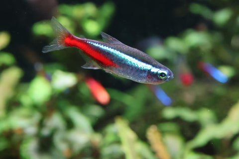 Neon Tetra (Paracheirodon Innesi)