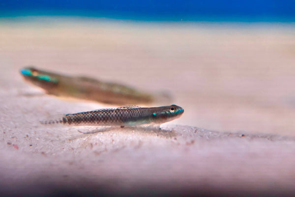 Neon Blue Goby (Stiphodon Atropurpureus) 3-4cm