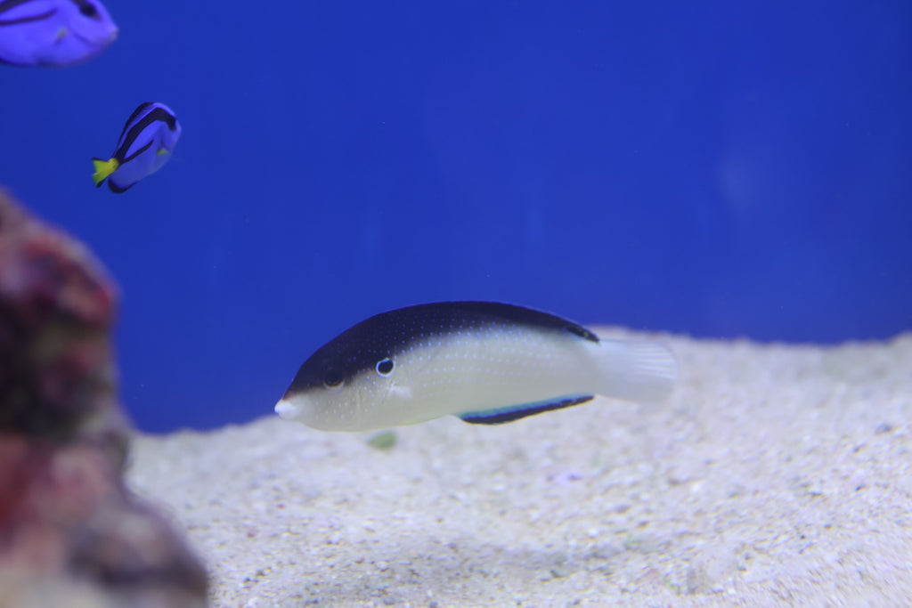 New Guinea Wrasse (Anampses neoguinaicus)