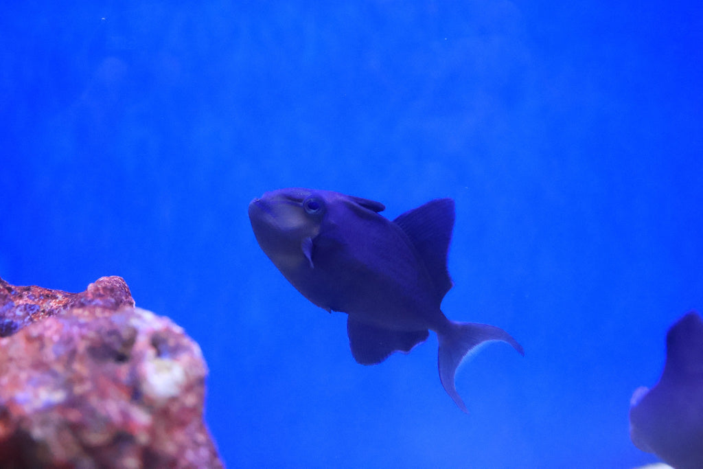Niger Triggerfish (Odonus niger) aka Redtoothed Triggerfish