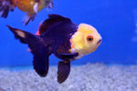 Oranda Goldfish (Carassius Auratus) 7cm