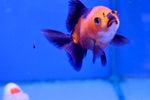 Oranda Goldfish (Carassius Auratus) 9cm