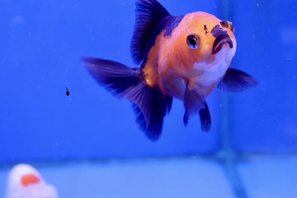 LIVE STOCK Goldfish Oranda Goldfish (Carassius Auratus) 9cm