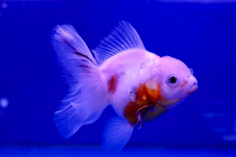 Oranda Goldfish (Carassius Auratus) 12cm