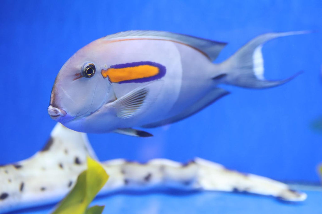 Orange Shoulder Tang (Acanthurus olivaceus)