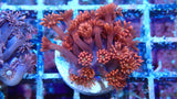 Mystery Frag $75ea or 3 for $190!