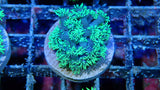 Mystery Frag $30ea or 3 for $75!