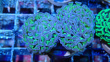 Mystery Frag $30ea or 3 for $75!