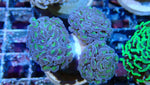 Mystery Frag $30ea or 3 for $75!