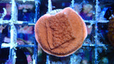 Mystery Frag $20ea or 3 for $50!