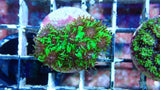 Mystery Frag $20ea or 3 for $50!