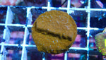 Mystery Frag $20ea or 3 for $50!