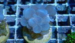 Mystery Frag $20ea or 3 for $50!