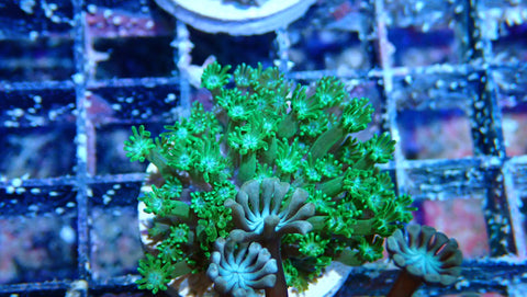 Mystery Frag $20ea or 3 for $50!