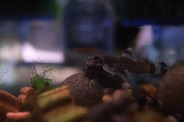 Panda Garra (Garra Flavatra) 2.5-3cm