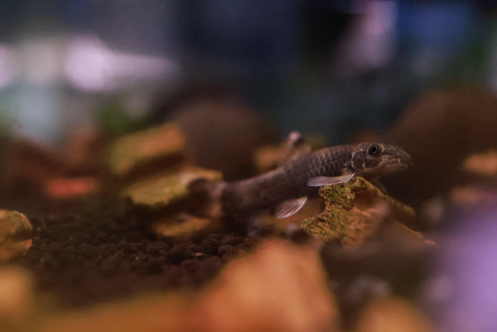 Panda Garra (Garra Flavatra) 2.5-3cm