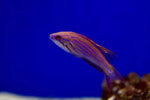 McCosker Flasher Wrasse (Paracheilinus mccoskeri)