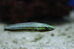 Pastel Ring Wrasse (Hologymnosus Doliatus)