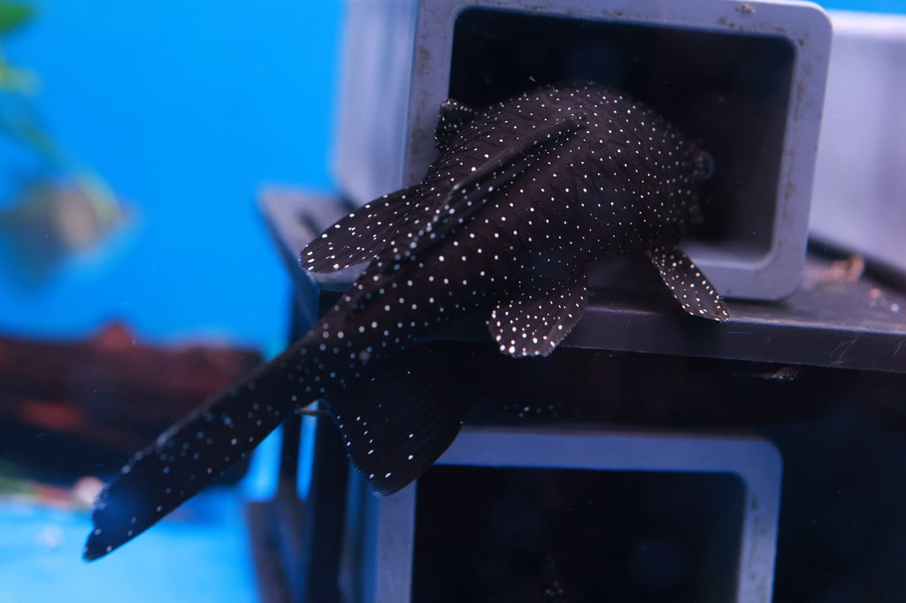 Peppermint Bristlenose XL (Ancistrus Sp. L181) 10-12cm