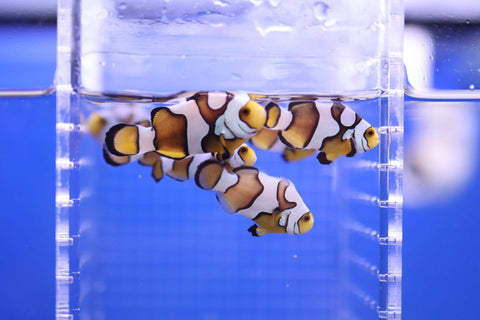 Misbar Clownfish (Amphiprion percula)