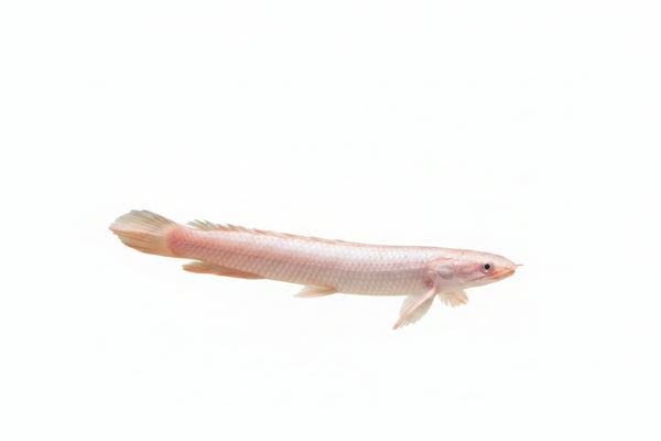 Platinum Bichir (Polypterus Senegal) 12cm