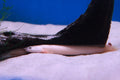 Sticky Image