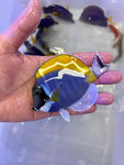 Powdered Blue Tang (Acanthurus leucosternon)