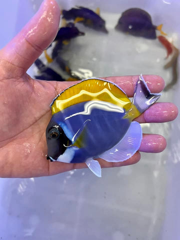 Powdered Blue Tang (Acanthurus leucosternon)